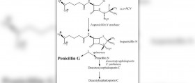 Antibiotic choices for ear infection