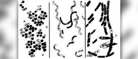 Antibiotic resistant bacteria