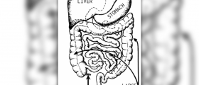 Appendix pain review