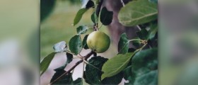 Apple cider vinegar cures fever blisters