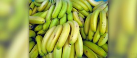 Are bananas fattening