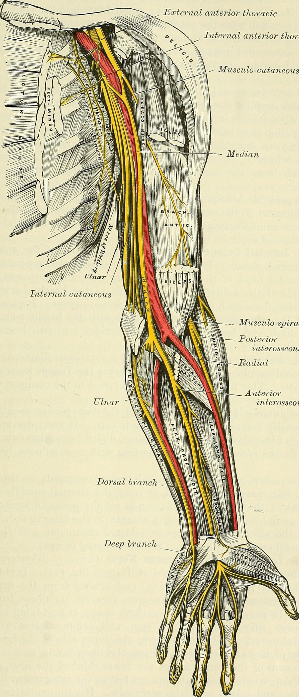 pain-in-right-arm-general-center-steadyhealth