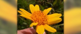 Arnica cream facts