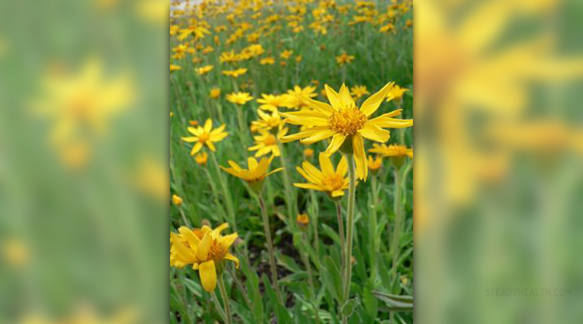 arnica-montana-side-effects-general-center-steadyhealth