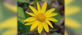 Arnica oil facts