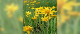 Arnica side effects