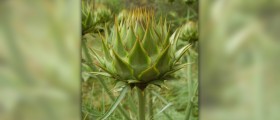 Artichoke nutrition facts