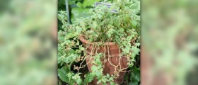 Ashwagandha: a few facts