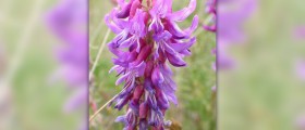 Astragalus health benefits