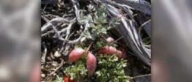 Astragalus side effects