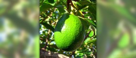 Avocado nutrition facts
