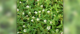 Bacopa extract facts