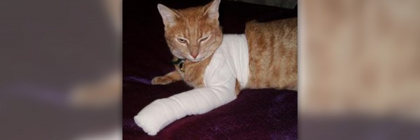 Bandage wrapping - bandaging techniques