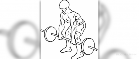 Barbell curl facts