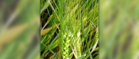 Barley grass and its benefits