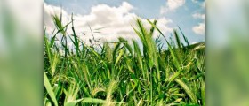 Barley grass powder