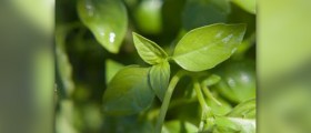 Basil essential oil