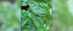 Basil leaves benefits