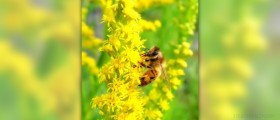 Bee pollen dangers