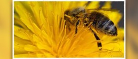 Bee pollen for allergies
