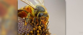 Bee pollen health benefits