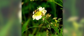 Bee sting reaction