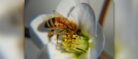 Bee sting remedy