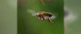 Bee sting swelling