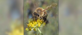 Bee sting traetment