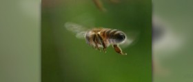 Bee stings treatment at home