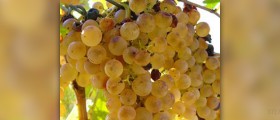 Benefits of grapeseed extract