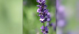 Benefits of lavender oil