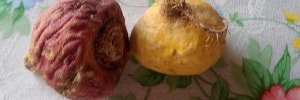 Maca root benefits