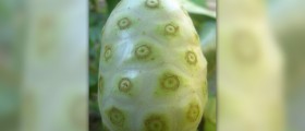 Benefits of noni juice