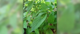 Benefits of peppermint oil