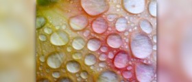 Benefits of rose water
