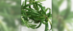 Benefits of rosemary oil
