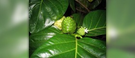 Benefits of tahitian noni juice