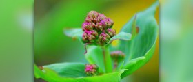 Benefits of valerian root