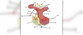 Benign pituitary tumors
