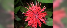 Bergamot oil uses
