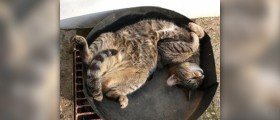 Best natural sleep aids