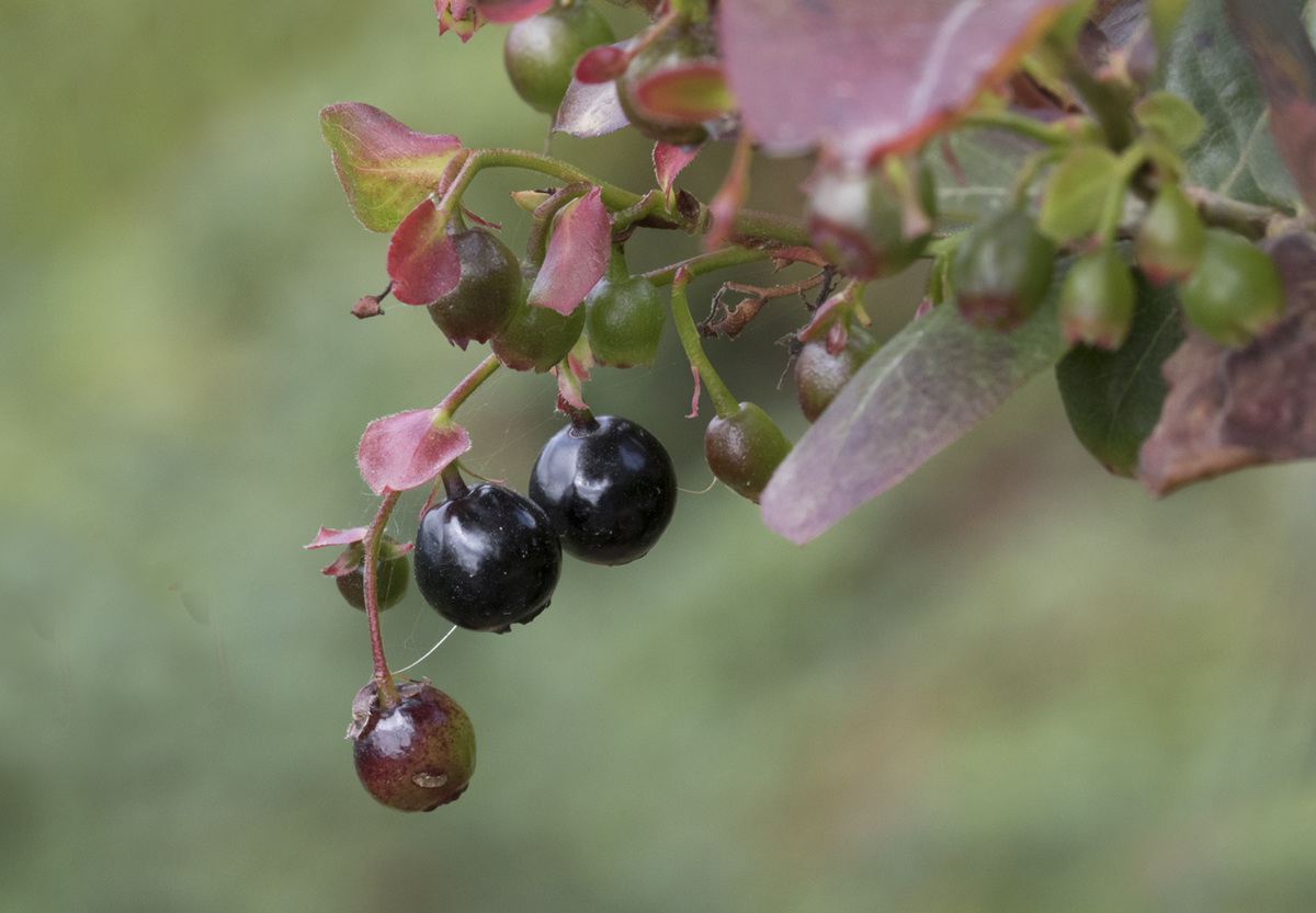 bilberry-for-eyes-general-center-steadyhealth