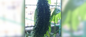 Bitter gourd health benefits