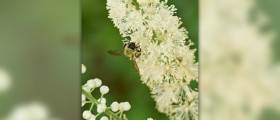 Black cohosh for menopause