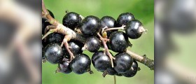 Black currant seed oil benefits