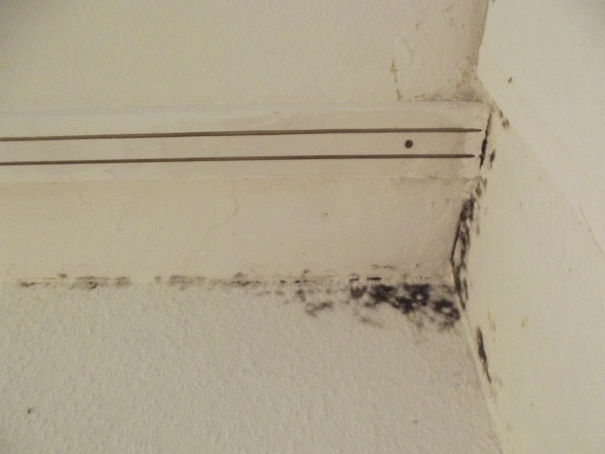 toxic-black-mold-exposure-symptoms-in-humans-healthy-living-articles