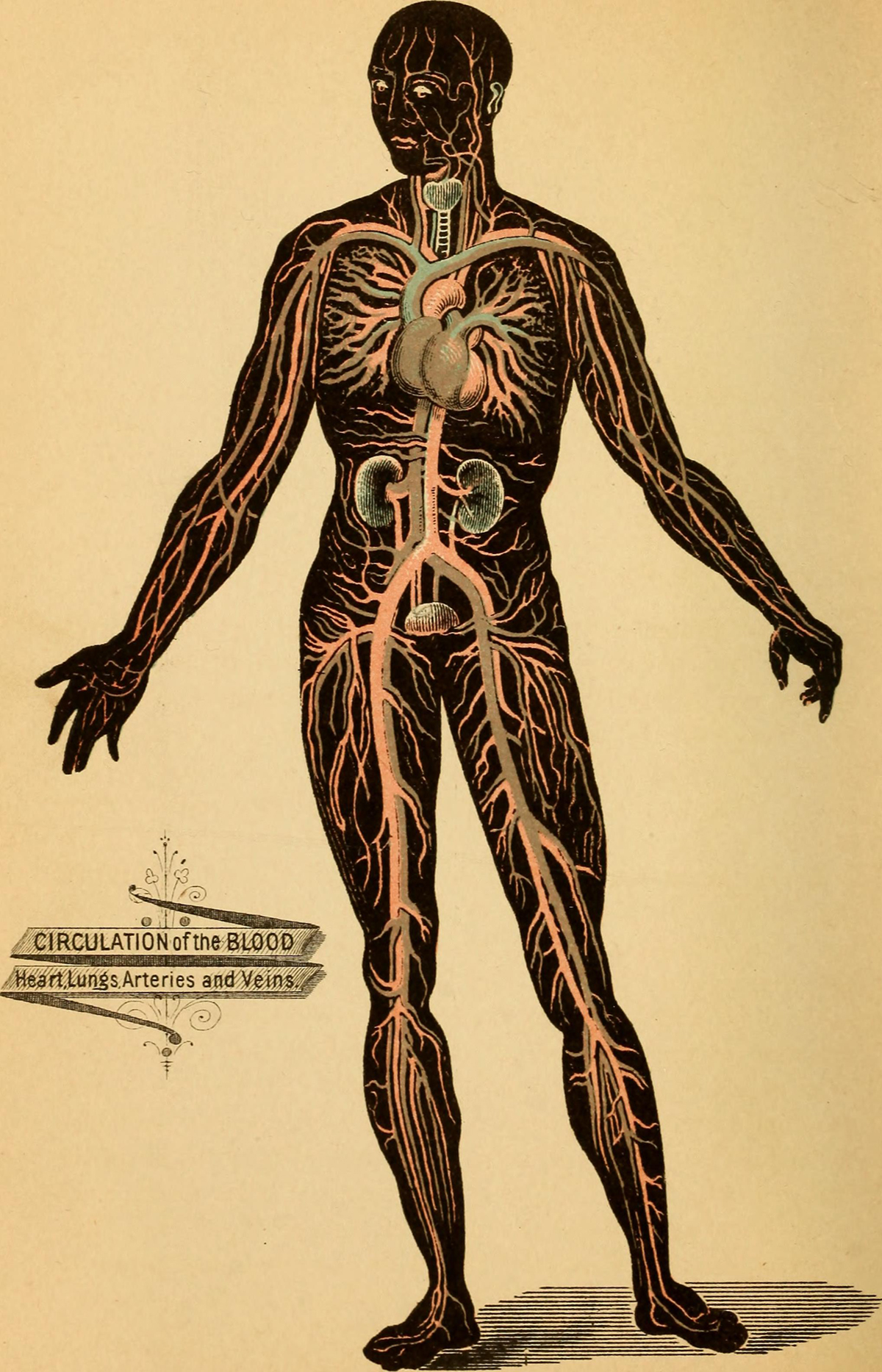 sickness-of-circulatory-system-cardiovascular-disorders-and-diseases