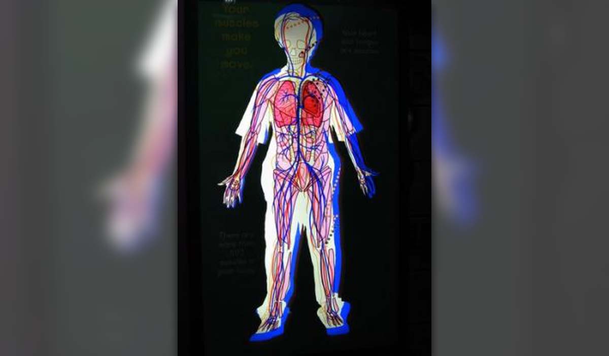 Body systemic circulation | General center | SteadyHealth.com