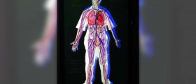 Body systemic circulation